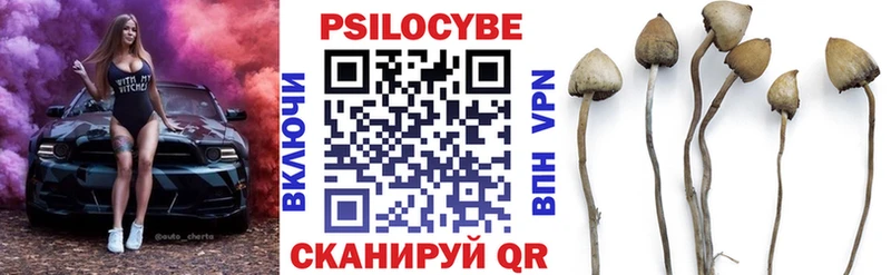 цены   Андреаполь  Псилоцибиновые грибы GOLDEN TEACHER 